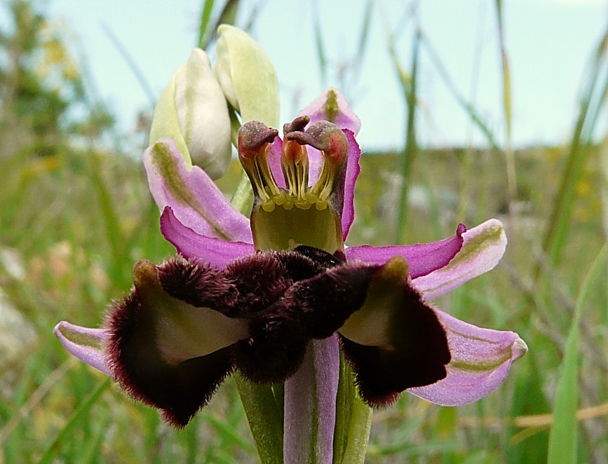 Lusus di Ophrys bertolonii